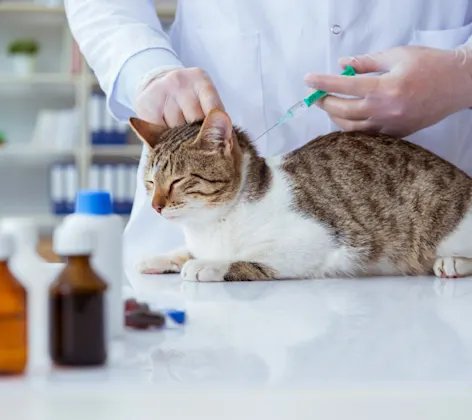 Veterinarian Giving a Cat a Shot Veterinarian Giving a Cat a Shot