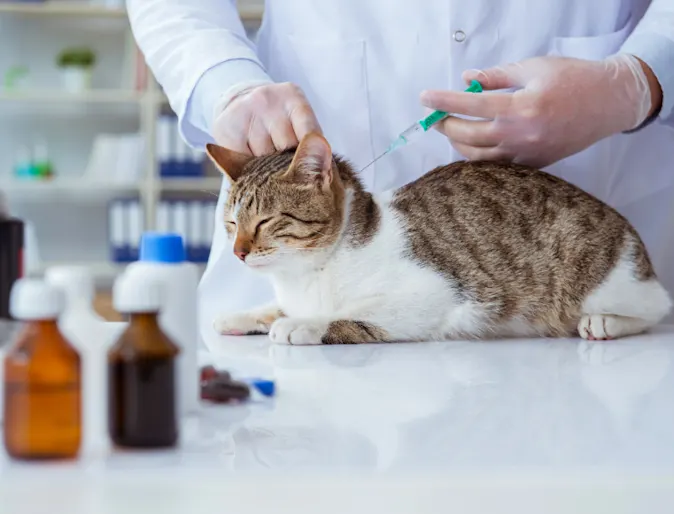 Veterinarian Giving a Cat a Shot Veterinarian Giving a Cat a Shot