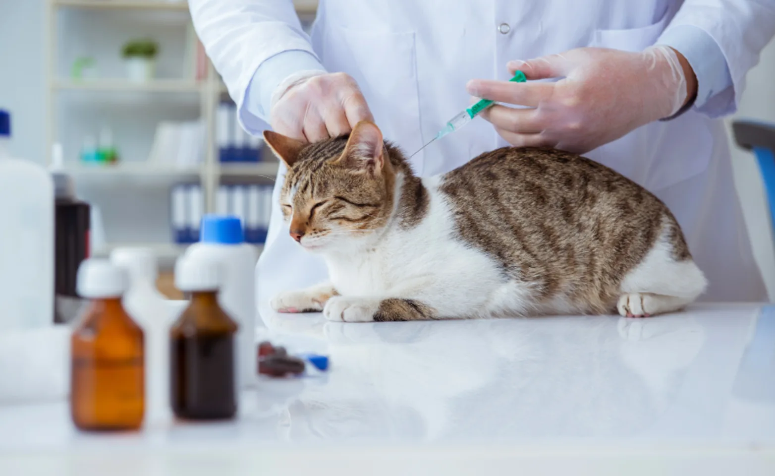 Veterinarian Giving a Cat a Shot Veterinarian Giving a Cat a Shot