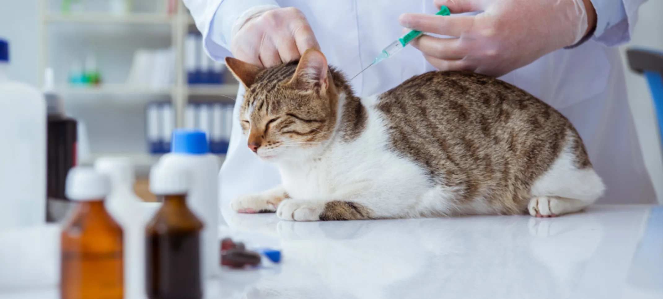 Veterinarian Giving a Cat a Shot Veterinarian Giving a Cat a Shot