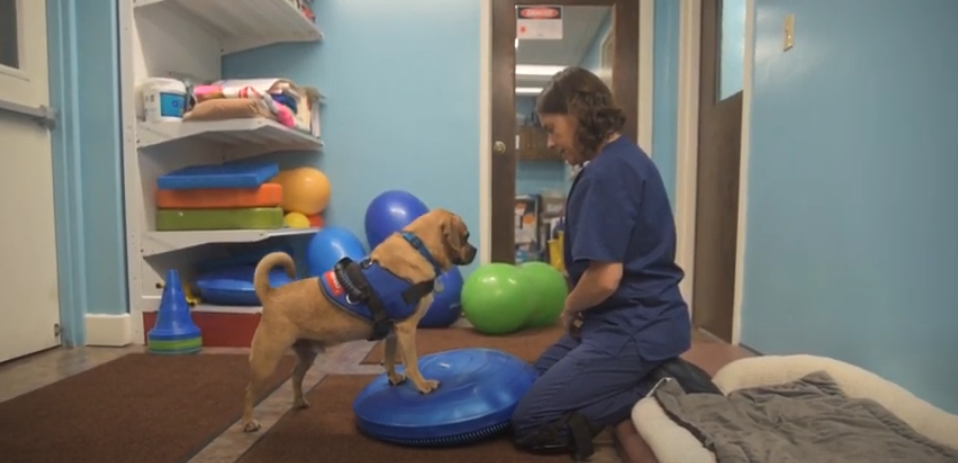 Pittsburgh Premier Veterinary Care Stability Training 1