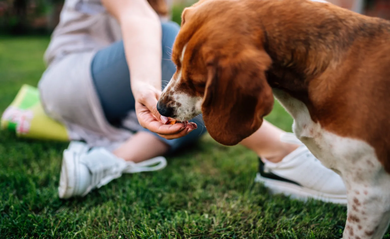 Girl Giving Dog Treats Outside