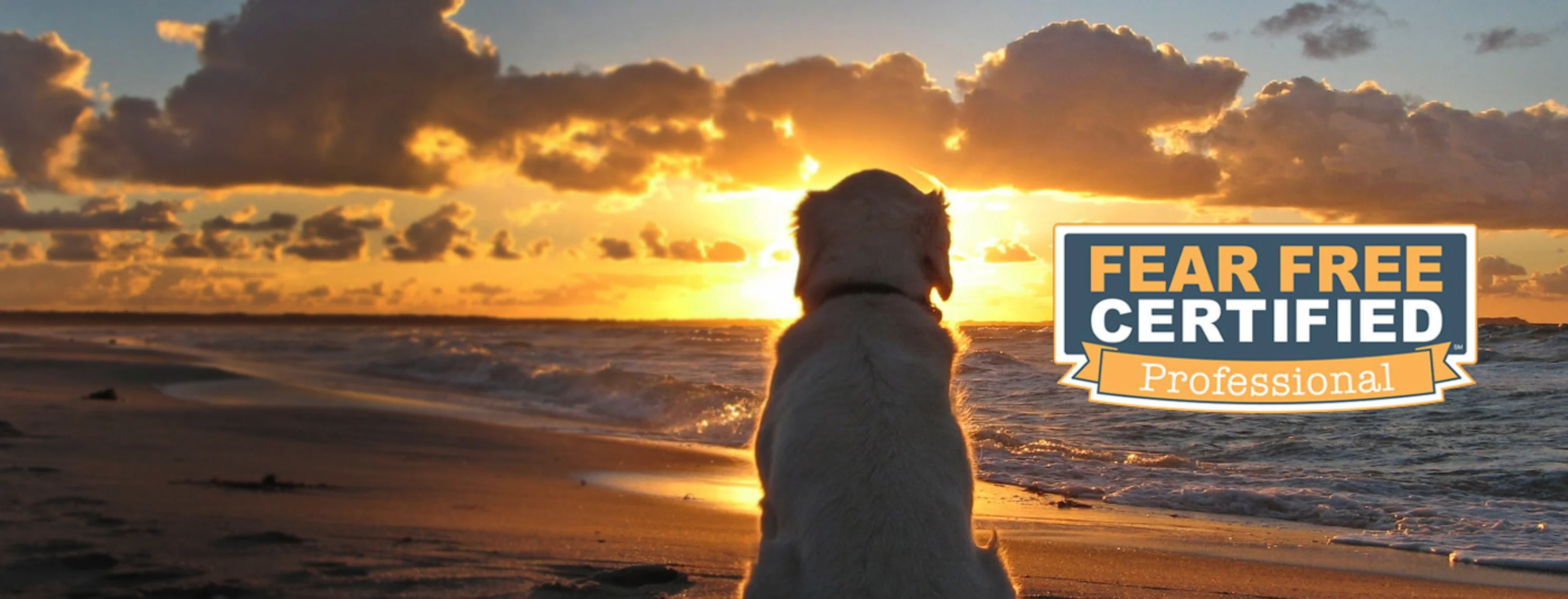 Labrador retriever sitting on a beach at sunset with the fear free logo