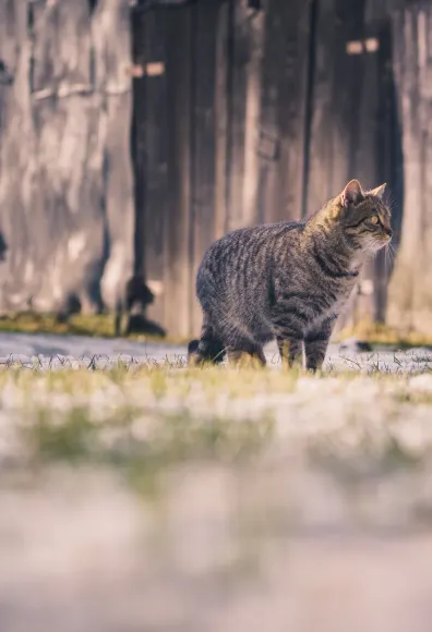 Cat walking through grass by a barn