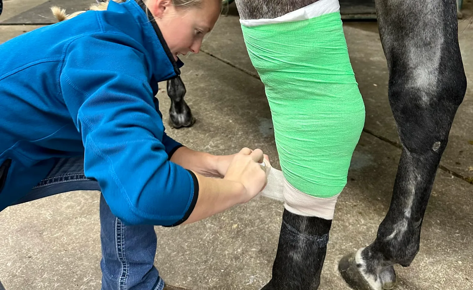 Horse receiving veterinary care Horse receiving veterinary care