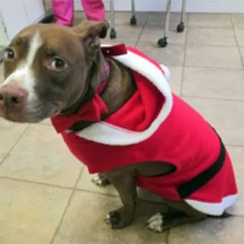 Pitbull in Jacket 