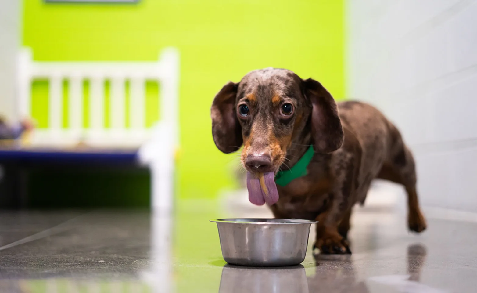 Dog drinking water