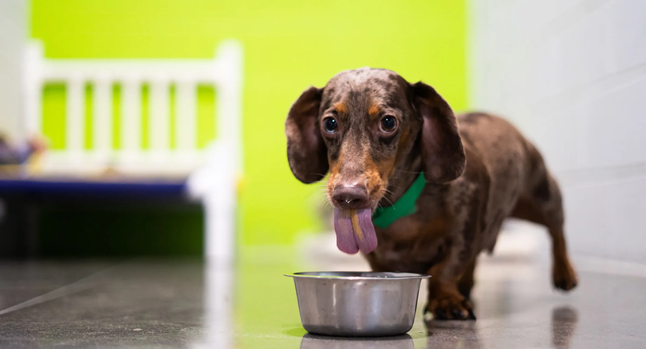 Dog drinking water