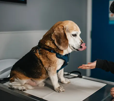 Tan, black, and white dog receiving a treat on a table Tan, black, and white dog receiving a treat on a table
