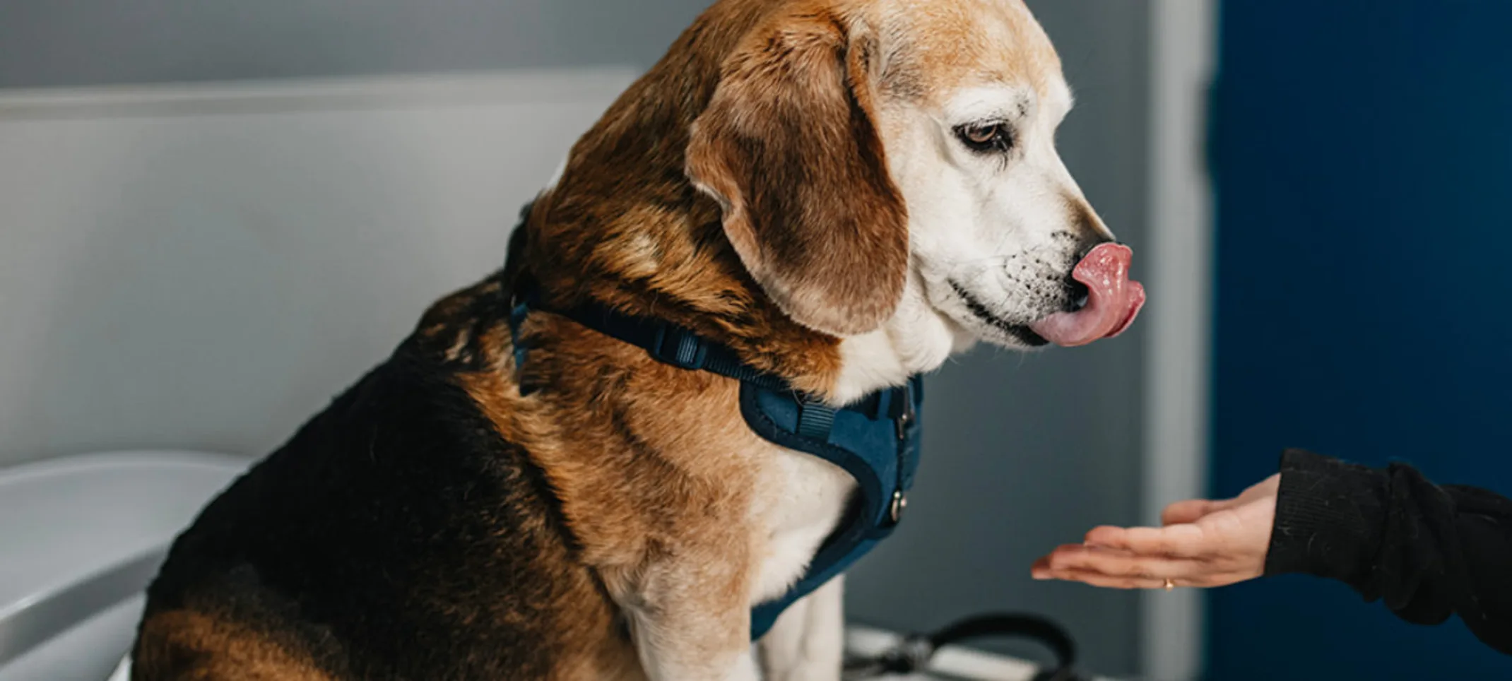 Tan, black, and white dog receiving a treat on a table