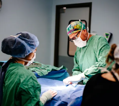 Vets performing surgery Vets performing surgery