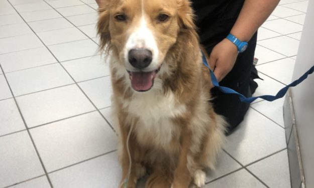 Brown and white dog with tongue sticking out 