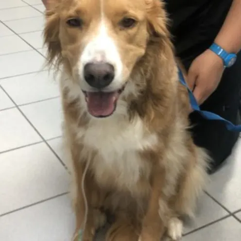 Brown and white dog with tongue sticking out Brown and white dog with tongue sticking out