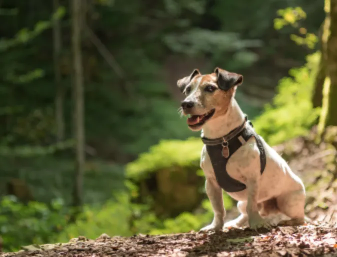 Jack Russell Terrier with vest on sitting in the middle of a lush green forest setting.