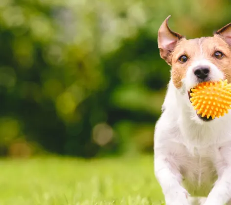 Small white dog running through grass with an orange chew toy in its mouth