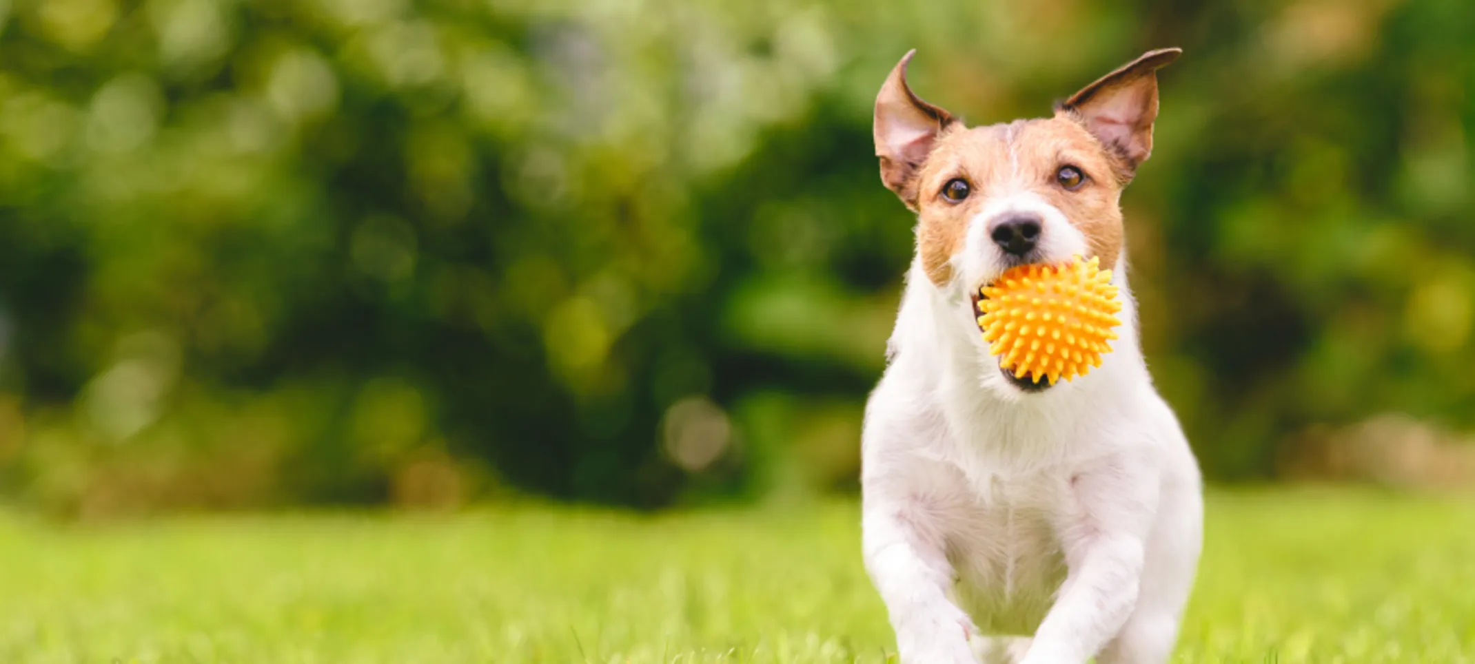 Small white dog running through grass with an orange chew toy in its mouth Small white dog running through grass with an orange chew toy in its mouth