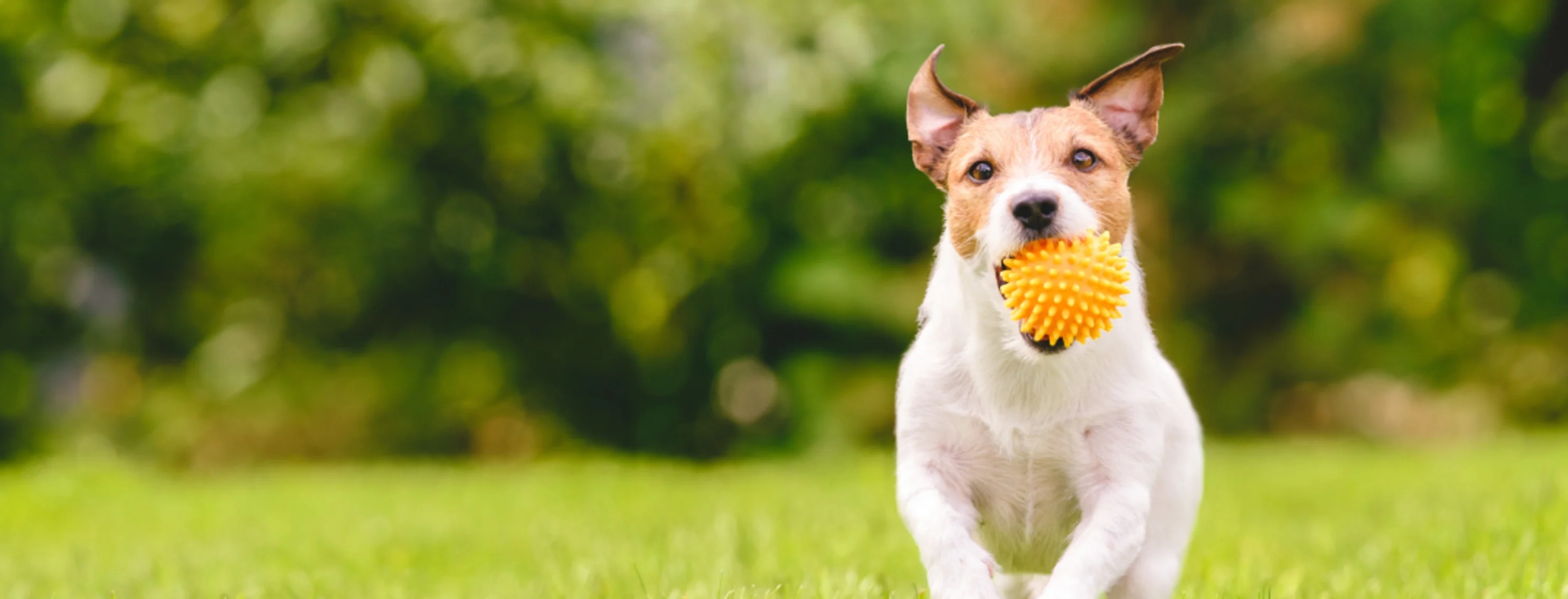 Small white dog running through grass with an orange chew toy in its mouth