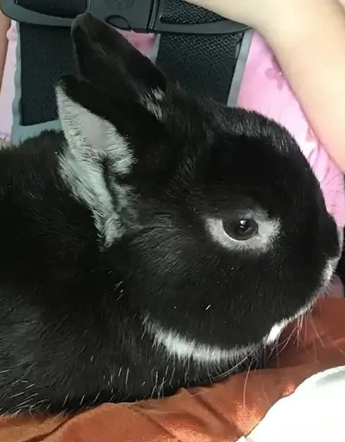 Bun Bun Bun Bun