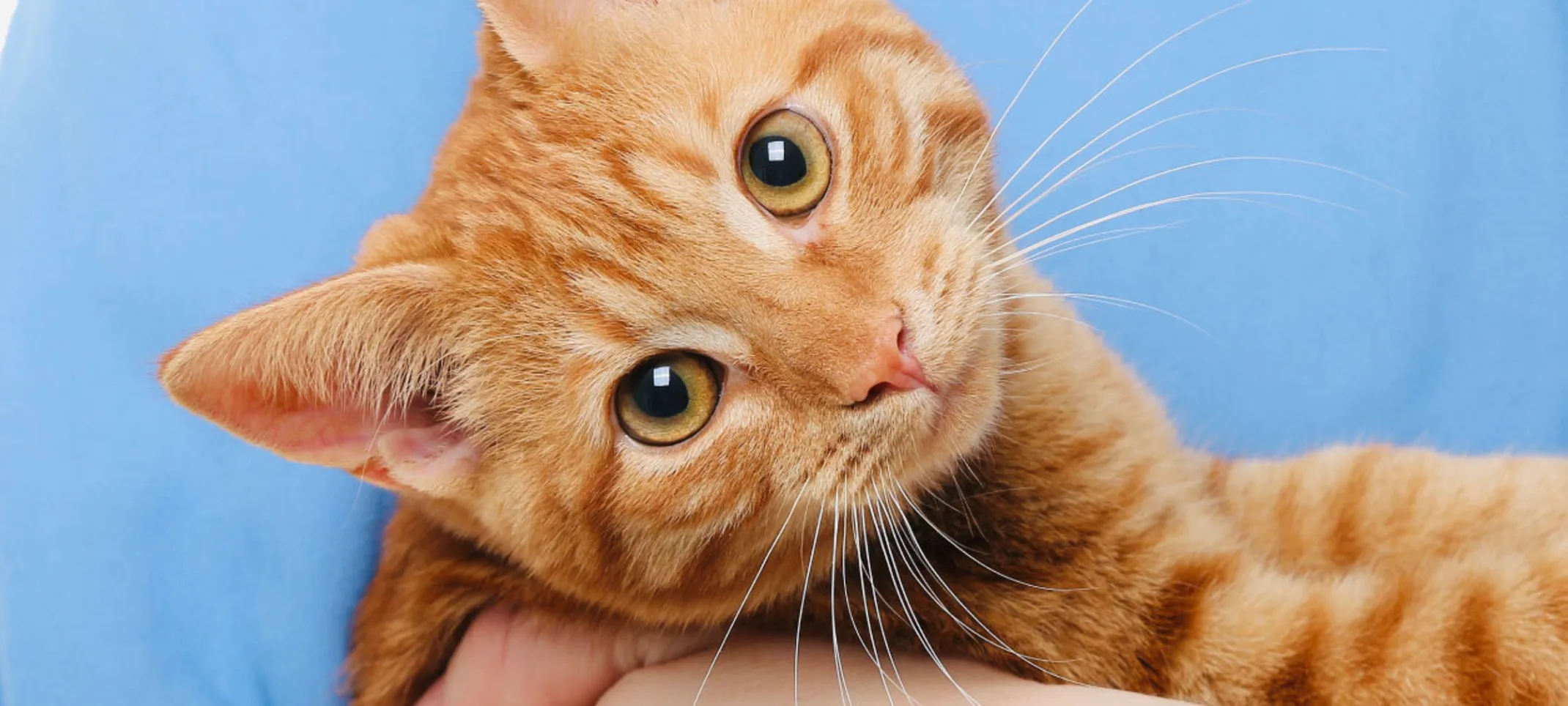 Tabby orange cat is being held by vet. Tabby orange cat is being held by vet.