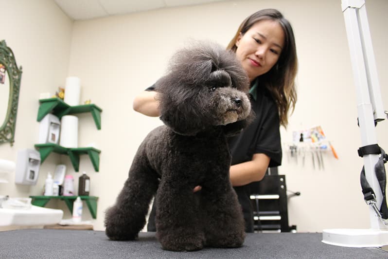 Black puffy dog and groomer