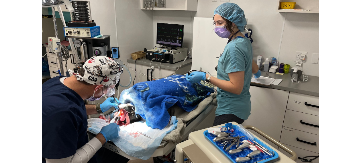 Vet & Tech Providing Dental Care for Patient