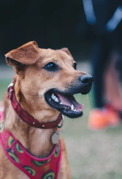 dog wearing walking harness dog wearing walking harness