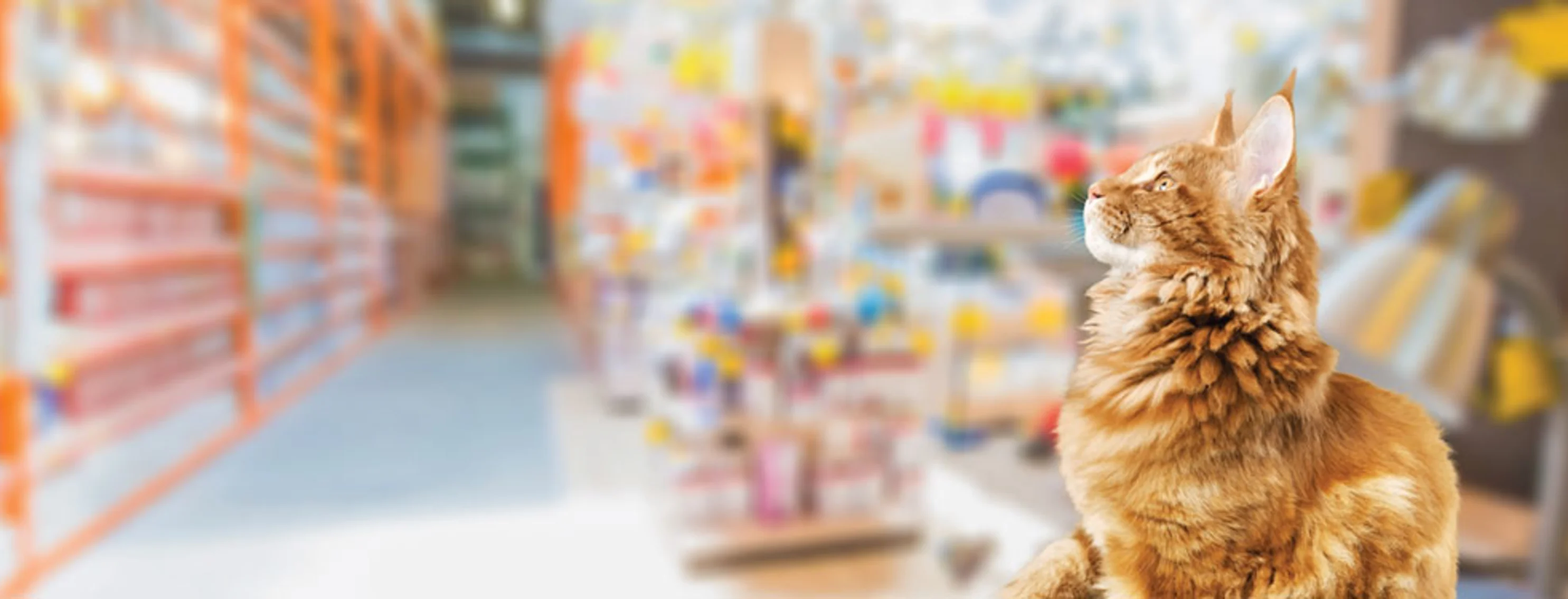 Cat in pharmacy 