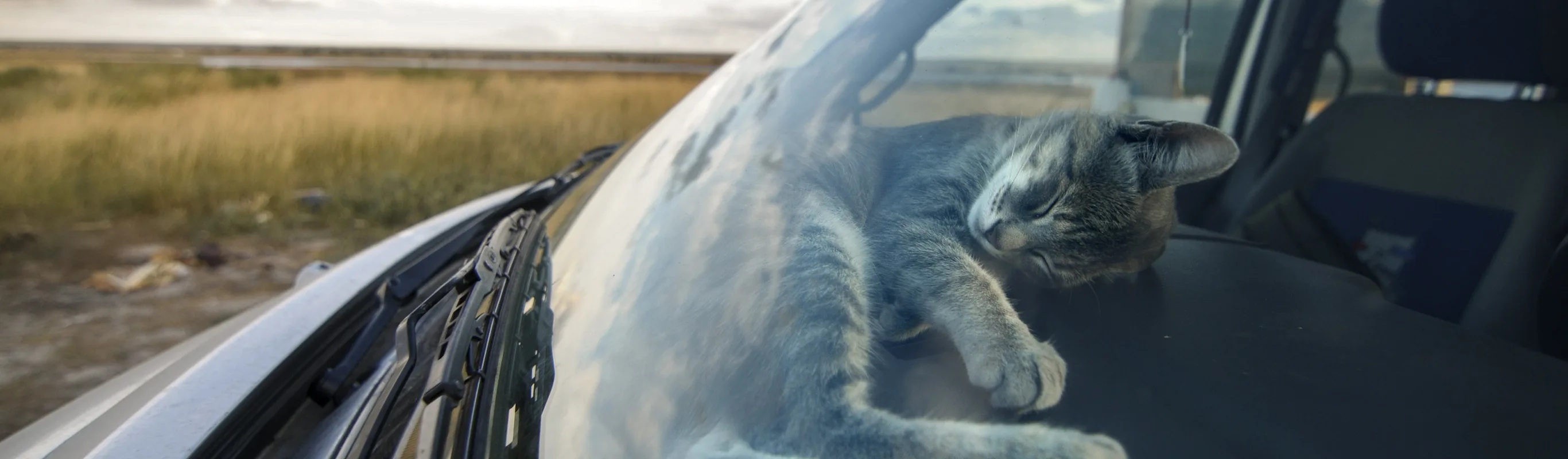 Cat sitting behind windshield of car Cat sitting behind windshield of car