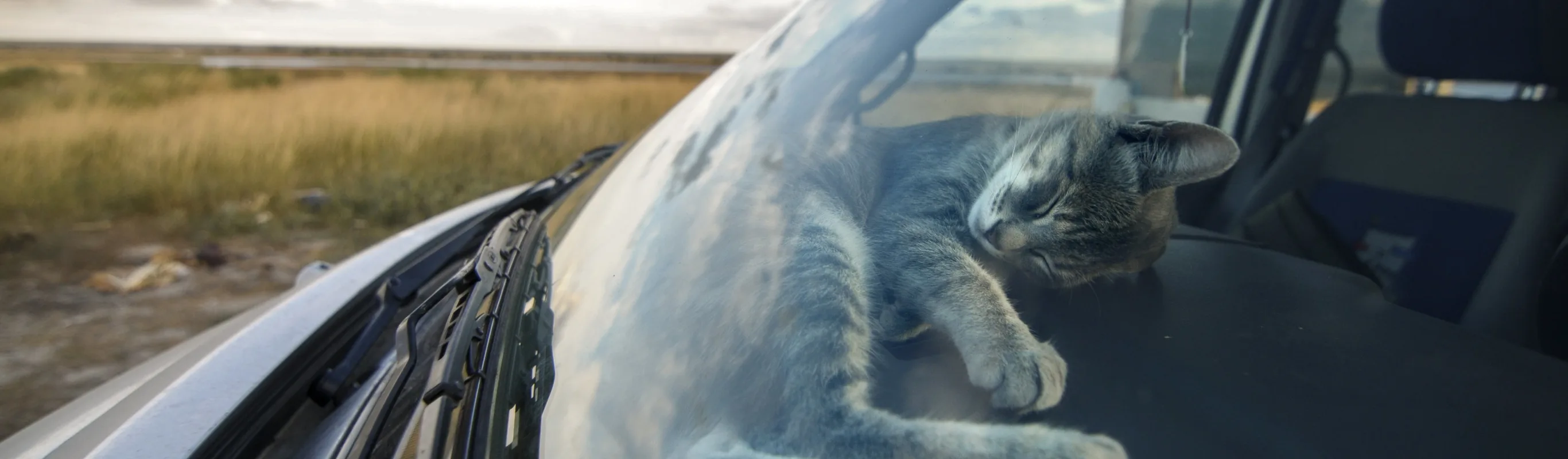 Cat sitting behind windshield of car