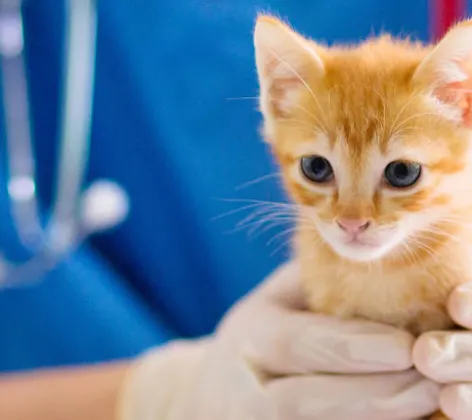 Yellow Kitten Examine by Veterinarian Yellow Kitten Examine by Veterinarian
