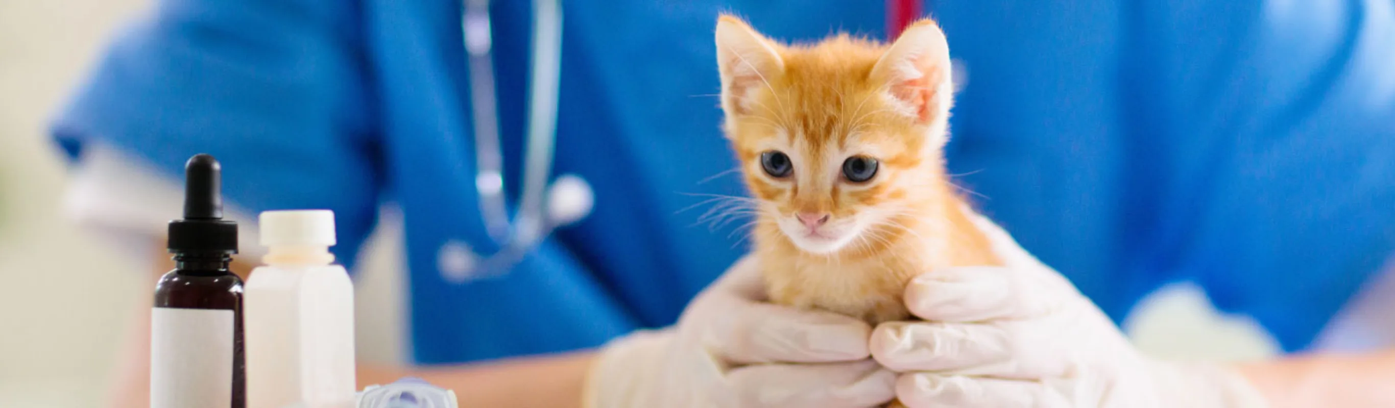 Yellow Kitten Examine by Veterinarian