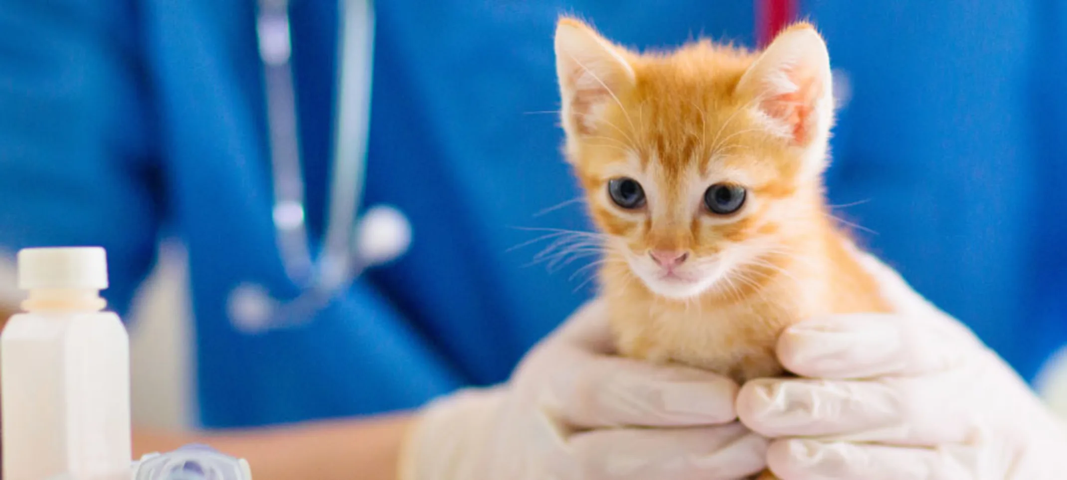 Yellow Kitten Examine by Veterinarian Yellow Kitten Examine by Veterinarian