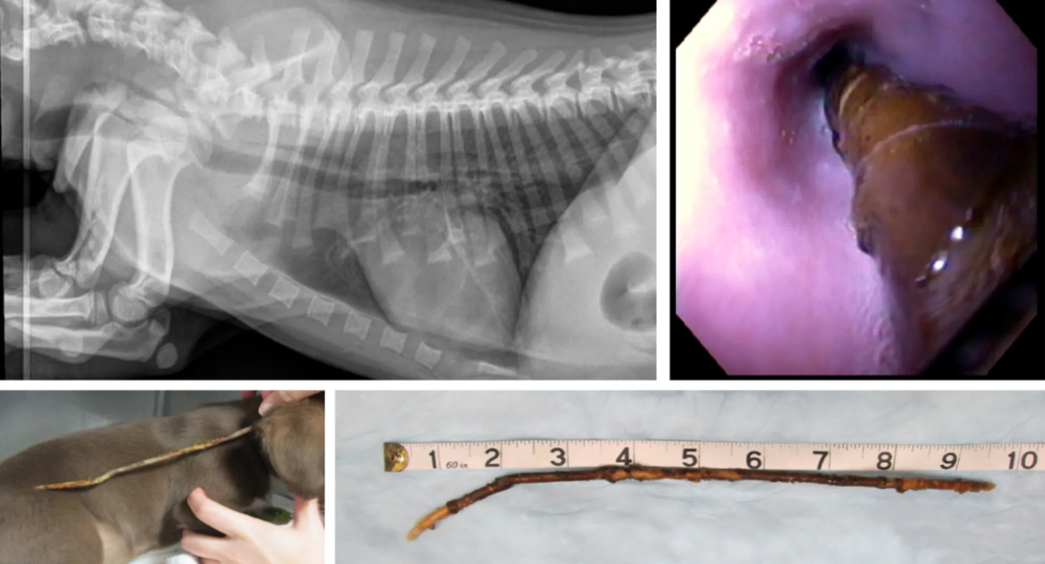 Collage of four photos: X-Ray, Internal imaging, Stick next to a dog, and Stick next to measuring tape Collage of four photos: X-Ray, Internal imaging, Stick next to a dog, and Stick next to measuring tape