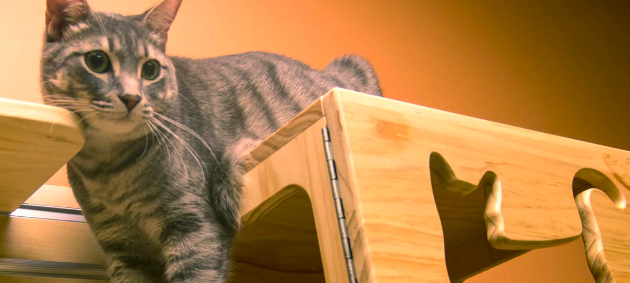 Cat playing on play area Cat playing on play area