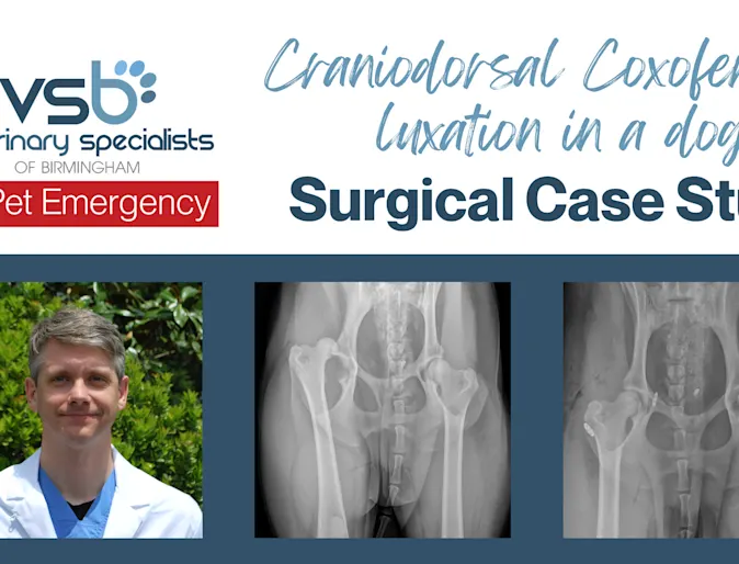 Craniodorsal Coxofemoral Luxation in a Dog Craniodorsal Coxofemoral Luxation in a Dog