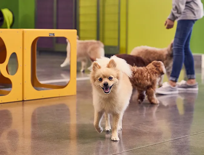 Dogs playing in play room Dogs playing in play room