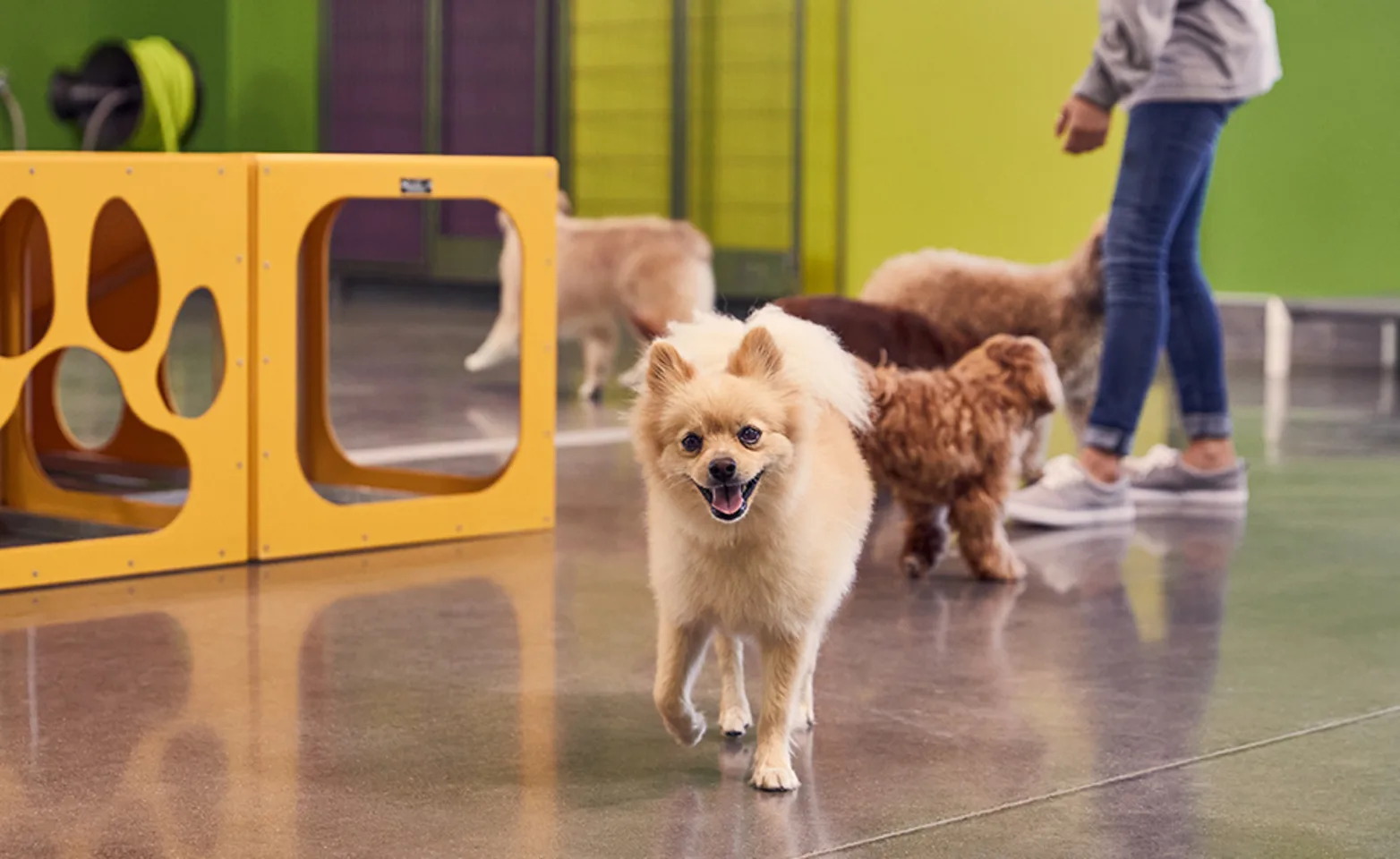 Dogs playing in play room Dogs playing in play room
