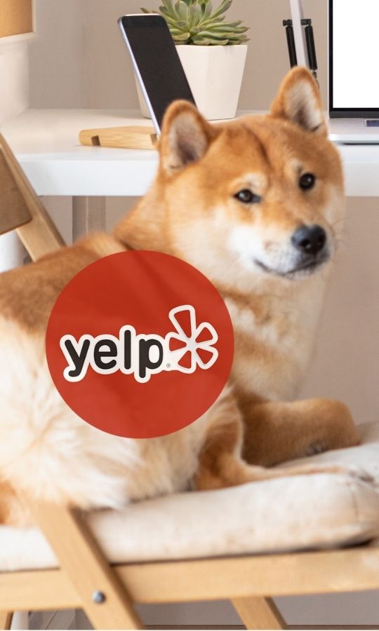 Dog sitting in home with computer behind it and Yelp logo in front