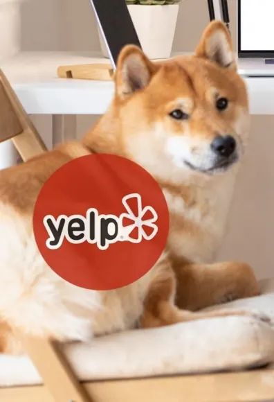 Dog sitting in home with computer behind it and Yelp logo in front