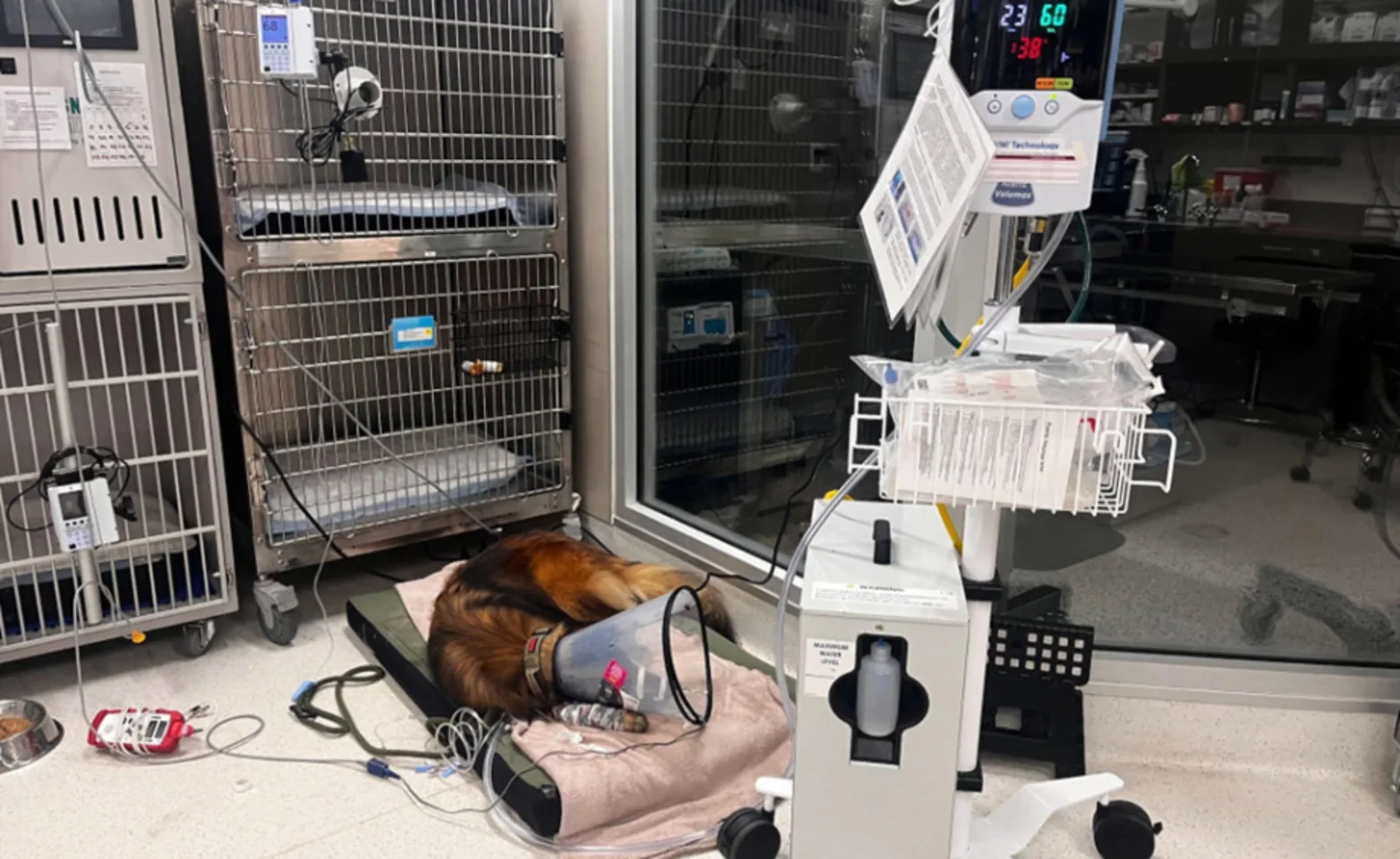 Dog with a cone laying down Dog with a cone laying down