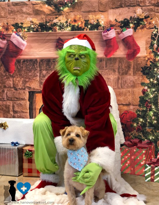 Archie with The Grinch at Hanover Park Animal Care Center