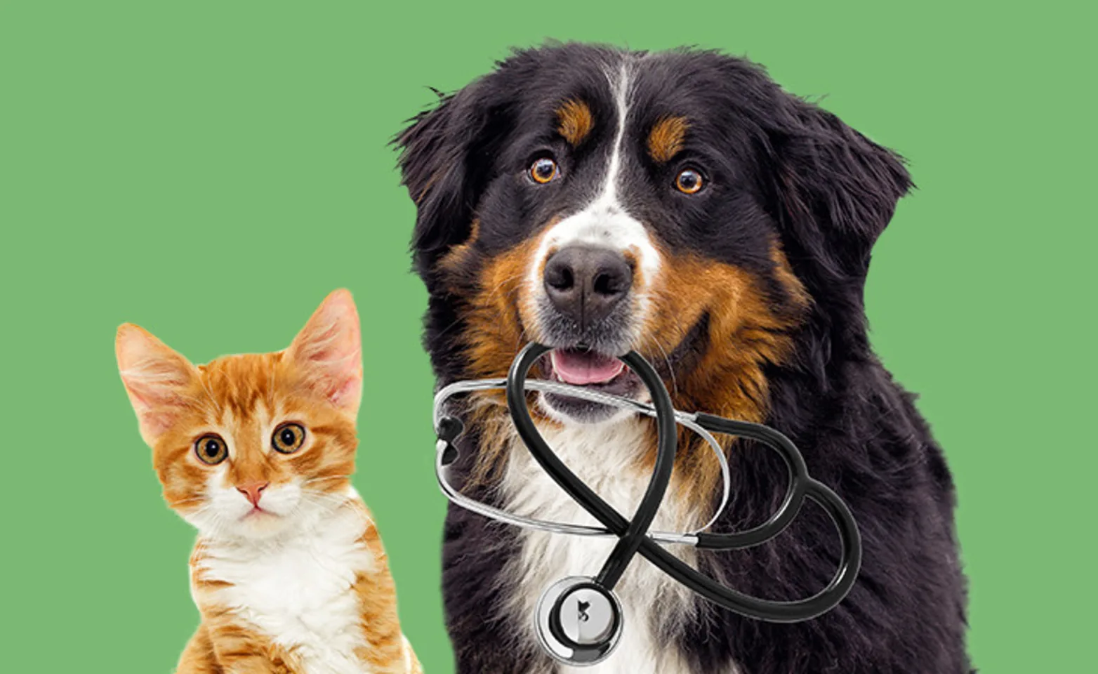 Dog and cat with stethoscope