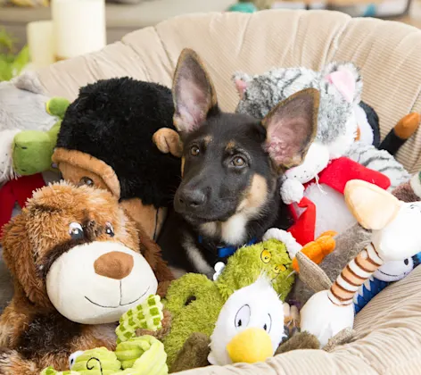 A GSD puppy sitting in a bed surrounded by toys