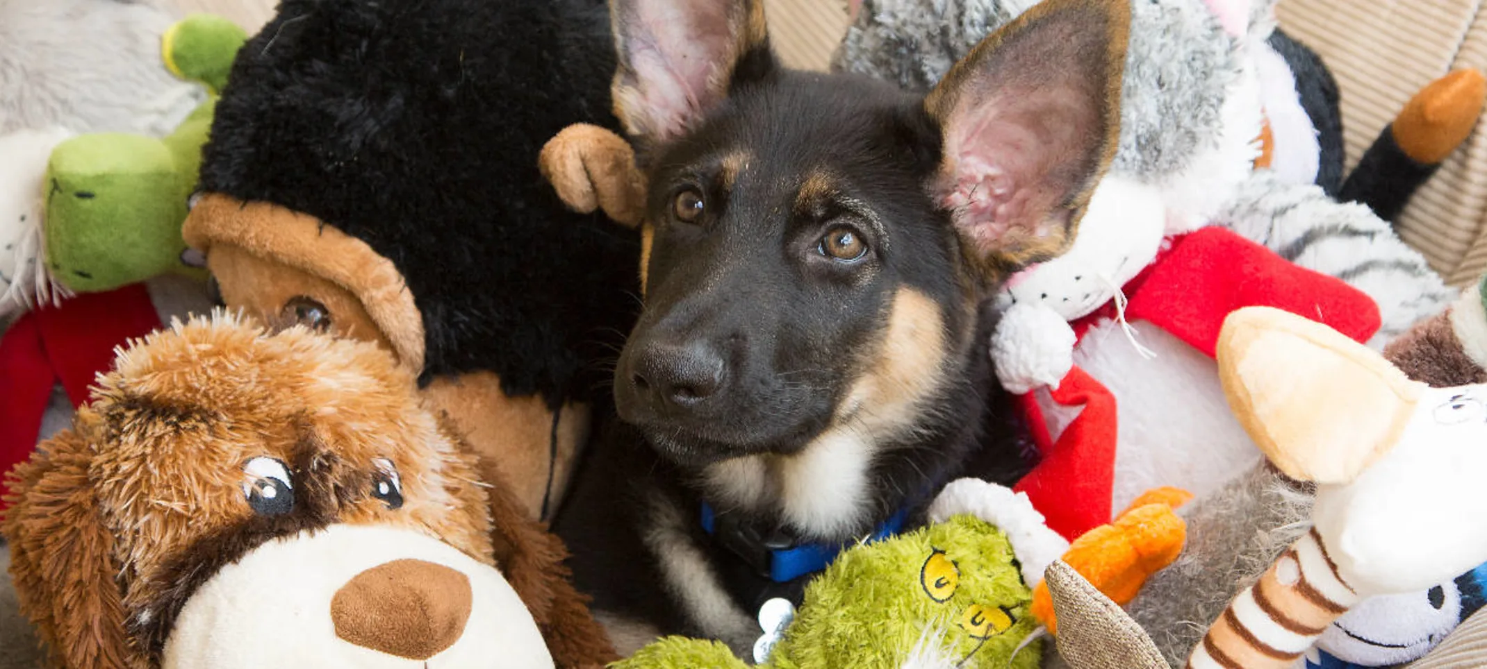 A GSD puppy sitting in a bed surrounded by toys
