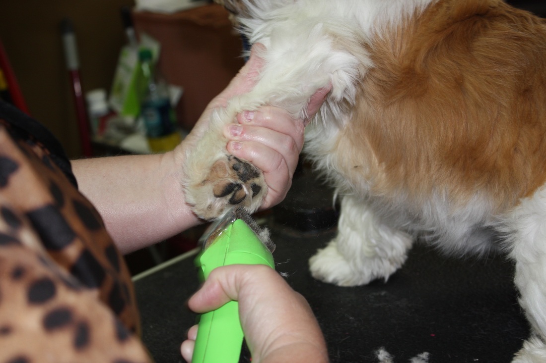 Westridge Animal Hospital Nail Trimming