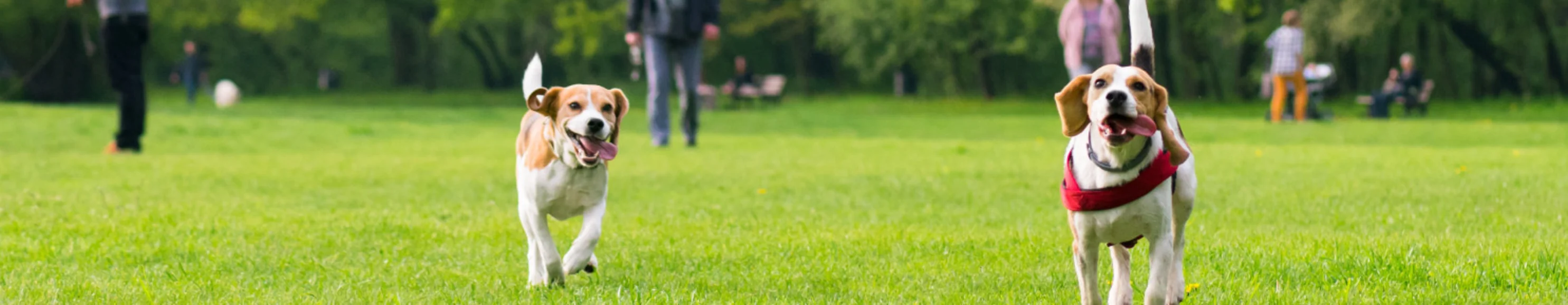 Dogs running in a park Dogs running in a park