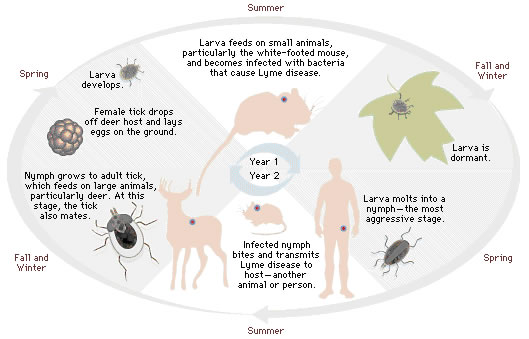 Tick lifecycle diagram per year and season
