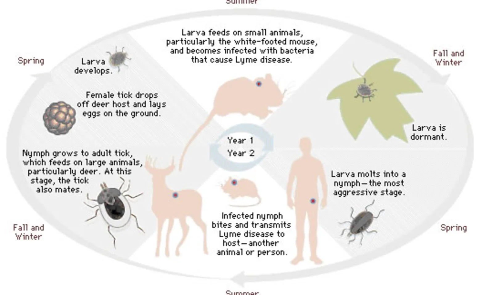 Tick lifecycle diagram per year and season Tick lifecycle diagram per year and season