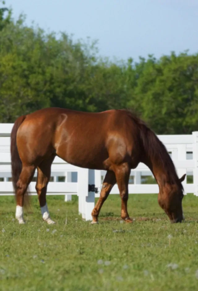 Horse Grazing Horse Grazing
