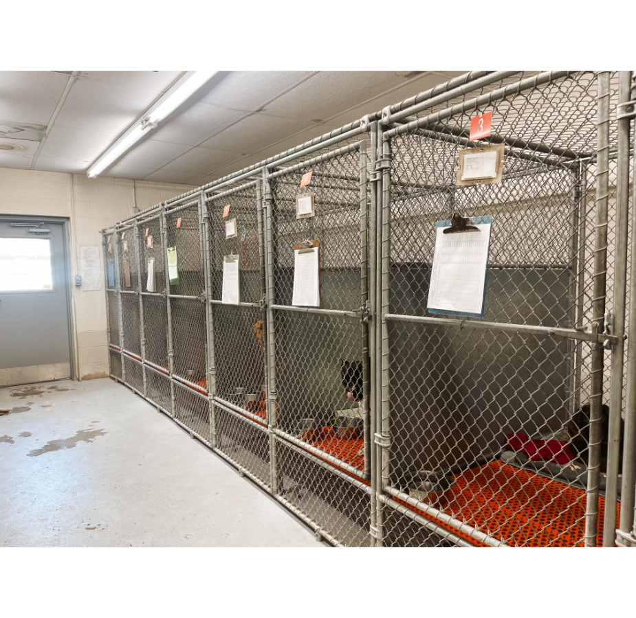 Hospitalized Dog Ward at Eastern Shore Animal Hospital